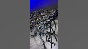 🦕Скелеты динозавров. Вид со второго этажа. Почти Jurassic Park )