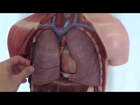 Video: Wo ist das Interstitium der Lunge?
