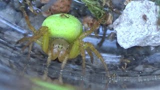 Araña verde (Araniella cucurbitina). Es de color verde letal. GONZALO.