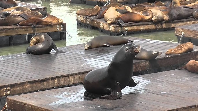 San Francisco Fisherman's Wharf with Pier 39 with sea lions