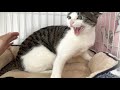 シャーシャー保護猫を撫でてみた【PURI日記】