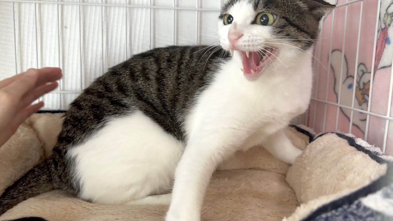 シャーシャー保護猫を撫でてみた【PURI日記】