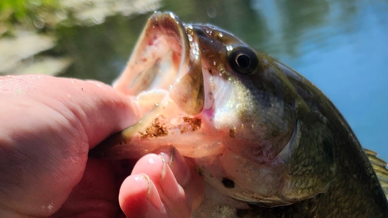 Fish this big shouldn't be in this creek