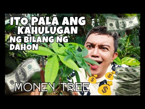 MONEY TREE NUMBER OF LEAVES MEANING | PLANT CARE u0026 PROPAGATIONS
