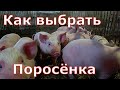 Как выбрать поросенка