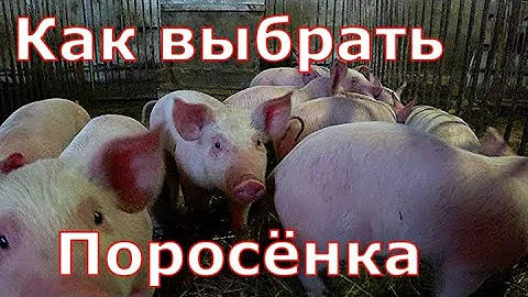 Как выбрать поросенка