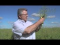 Canola Swathing Seed Colour Change 