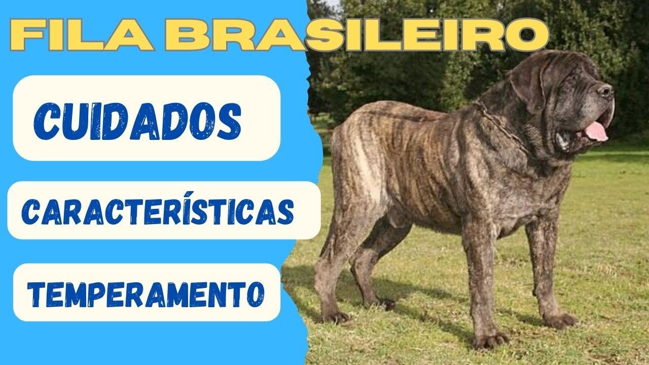 FILA BRASILEIRO 🔥 Características, cuidados e educação 