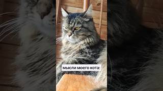 #кот #котик #котики #мем #прикол #ржака #смех #юмор #мяу #красота #топ #лайк #cat #funny #анекдоты