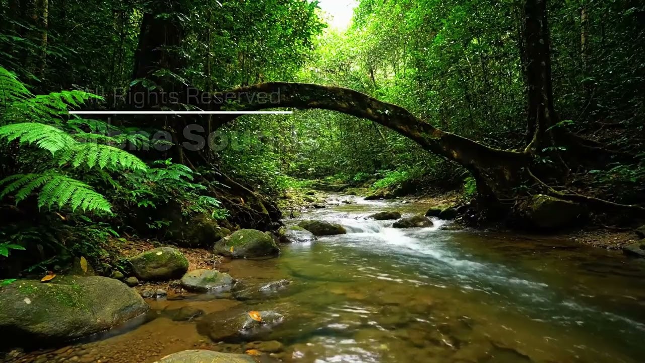 ASMR Кристально чистая река в тропическом лесу | Каменные террасы | 8-часовой релакс (4K)