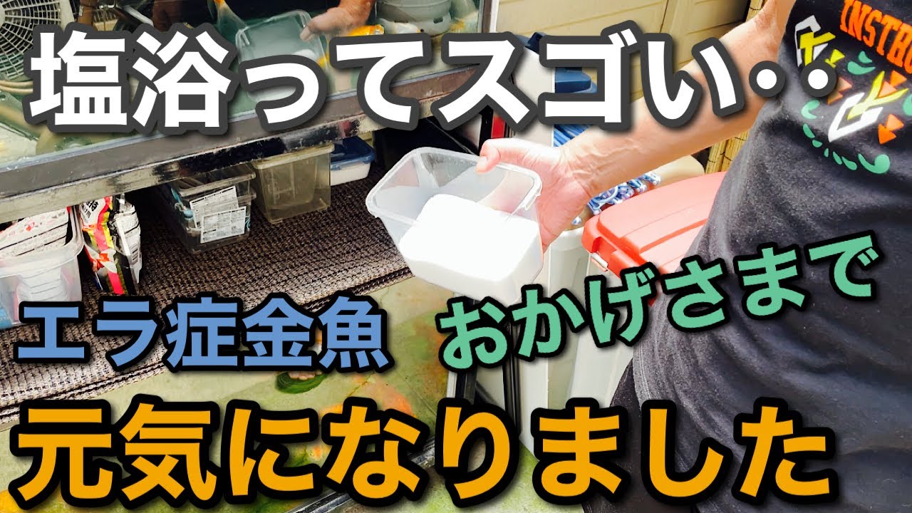 金魚飼育 塩分濃度計で水換えしてます Youtube 金魚飼育 塩分濃度計で水換えしてます Youtube