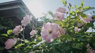 Marshall White: 1/8 Milverton Street, Camberwell