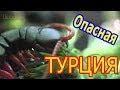 ТОП Самых Опасных Наземных Обитателей Турции – HD