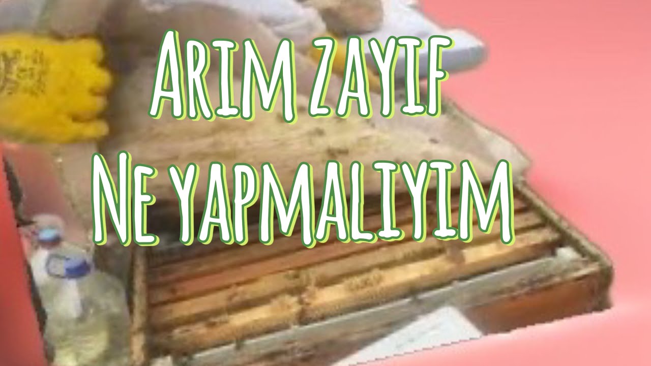 Zayıf koloniler için neler yapılabilir
