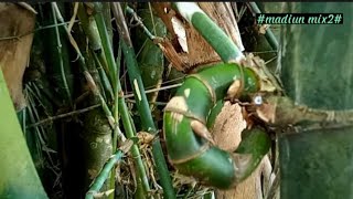 Download Lagu What's going viral on the island of Java‼️Sabdo Palon bamboo, if you find it, take it‼️ MP3