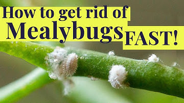 How to get rid of MEALYBUGS fast!