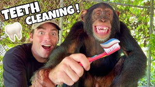 Teaching Baby Chimpanzee To Brush His Teeth !