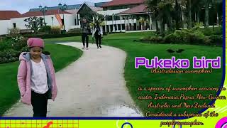 Pukeko Bird
