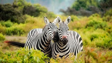 How To Let Everything Just Be -- (Non-Duality)