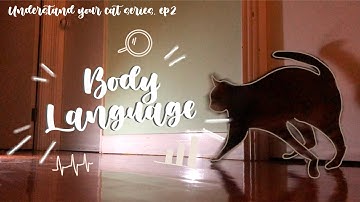 Understand your cat series: Feline Body Language