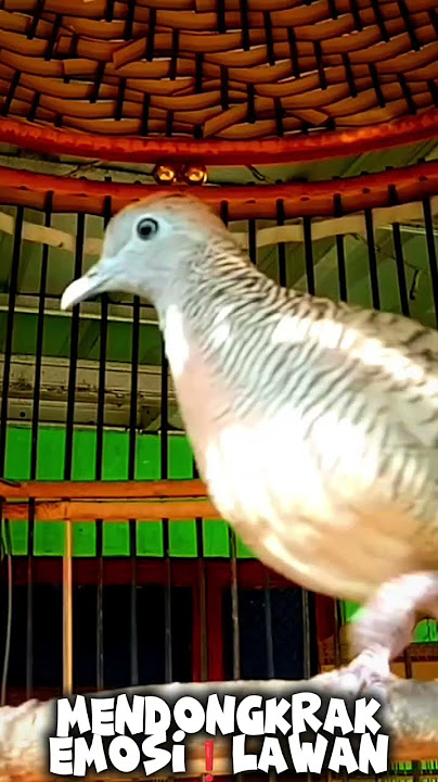 Suaranya🔊 Lantang Menantang Bikin Lawan Emosi❗ #perkututlokalgacorsuarapanjang  #ketitir