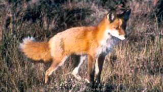 Video thumbnail of "The Fox (went out one chilly night) - trad.Arr.Peter.M.Adamson"