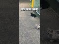 Reservoir Mogs,collecting pet toll #cat #cute #funny
