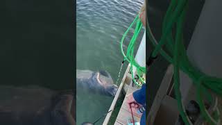 Manatee enjoys a fresh drink from hose pipe