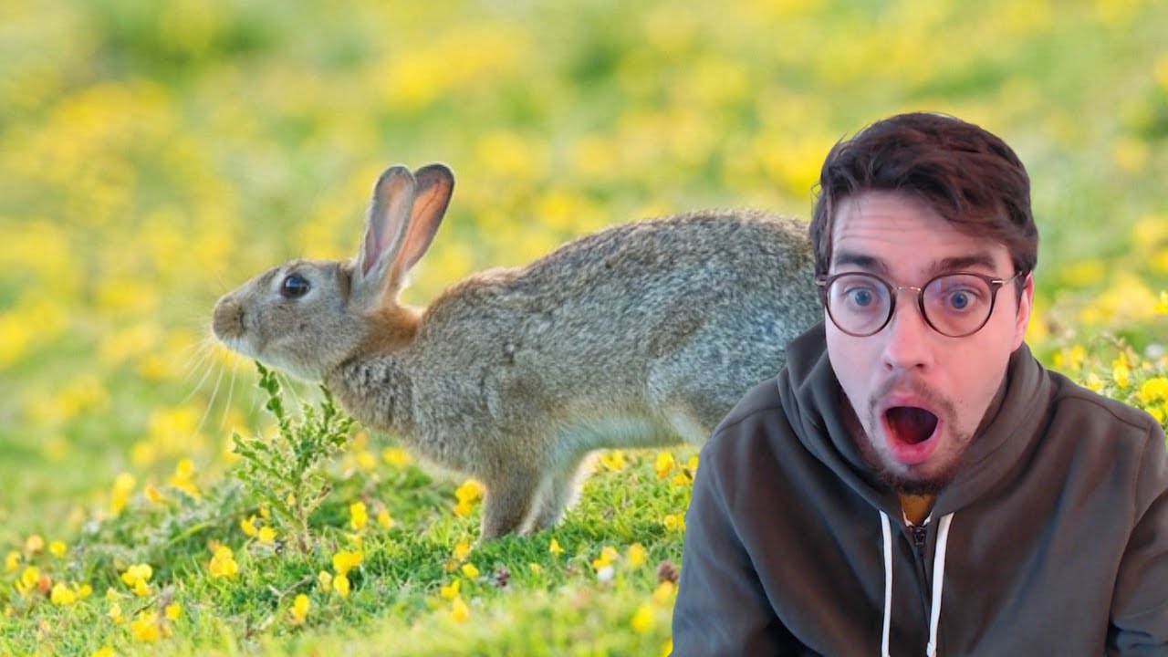 European Rabbit Endangered European Rabbit - Endangered Inhabitants - YouTube