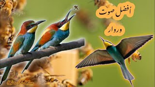 صوت الورور  الوروار آكل النحل