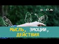 Мысль, эмоции, действия | ECONET.RU