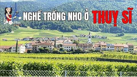 NGHỀ TRỒNG NHO Ở THUỴ SĨ | NÔNG THÔN THUỴ SĨ