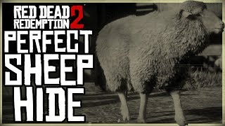 HOW TO GET A PERFECT SHEEP HIDE - RED DEAD REDEMPTION 2 PRISTINE MERINO SHEEP HUNT