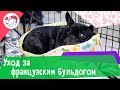 6 особенностей ухода за французским бульдогом