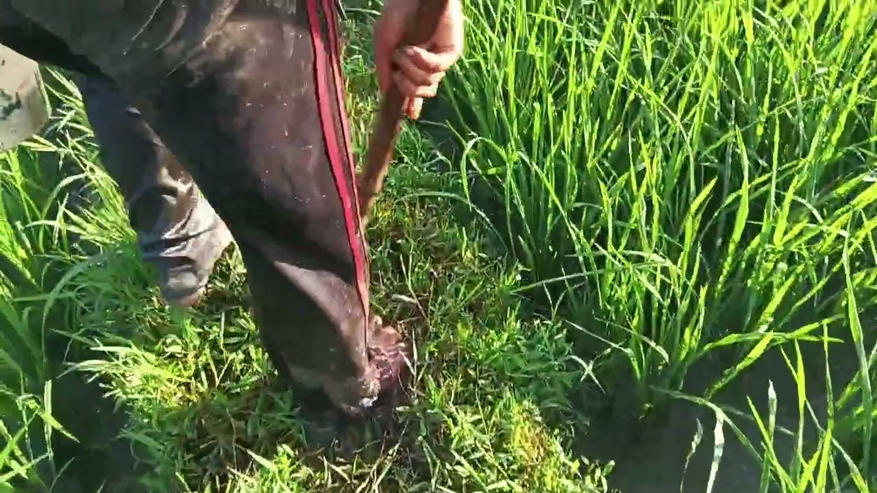 Nga kharadi changlamme nga makhandi sure  part 2 sidi pharehe 