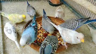 Soft Food For Budgies Healthiest Diet To Boost Stamina And Health / Parakeets Hilarious Reaction