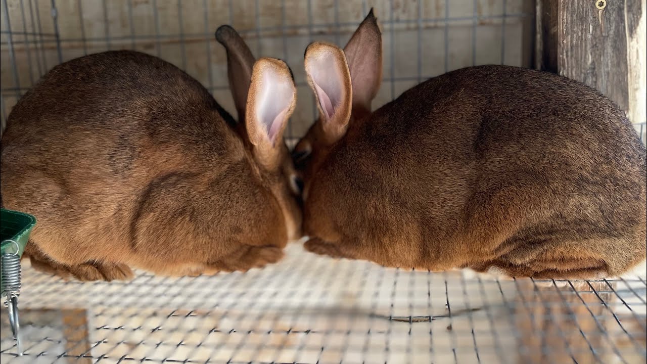 Como seleccionar nuestras conejas reproductoras. Cunicultura.