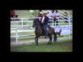 Pasofinoenlamontaña Campeonato Guayama