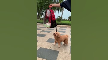 Thú cưng- Khoảnh khắc hài hước-@nhungnguoibancuaHung -#shorts