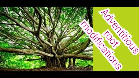 Vegetative morphology (part-4)Adventitious root modifications (in Tamil)