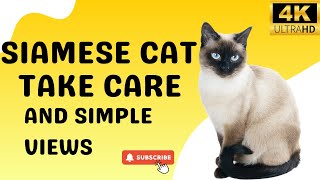 Siamese Cat | Animals Simple Videos | Beauty of universe by What have in universe 198 views 4 months ago 3 minutes, 6 seconds