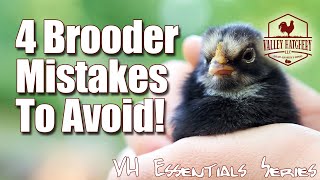 Avoid These Four Brooder Mistakes For Healthy Chicks!