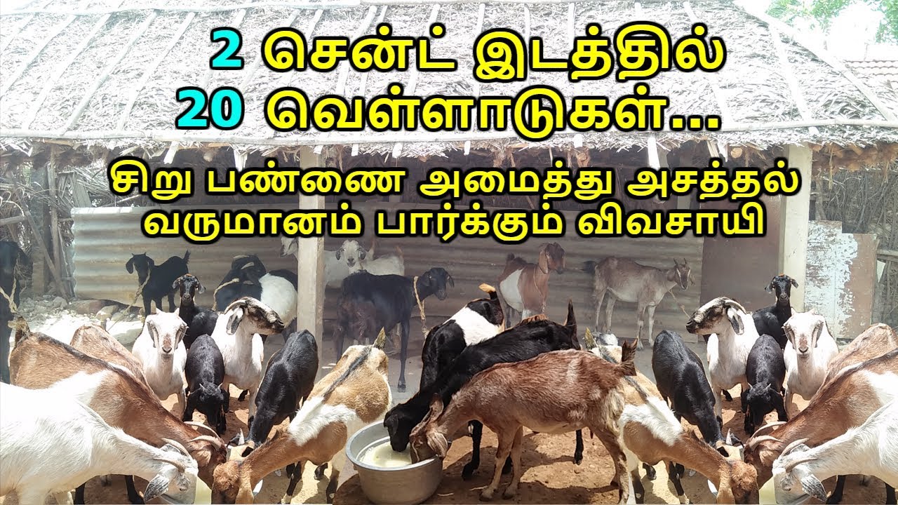 Profitable Goat Farm Business in 2 Cents Land