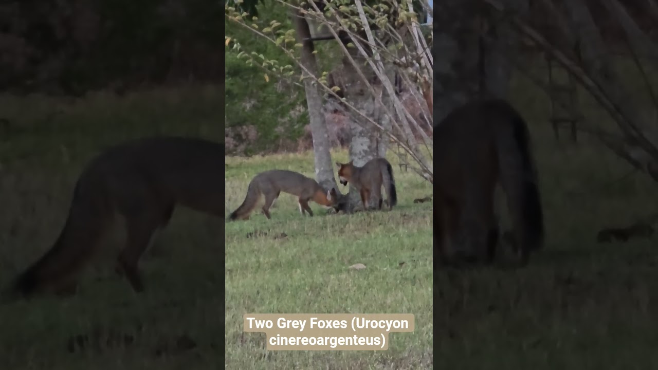 The Grey Fox (Urocyon cinereoargenteus) 
