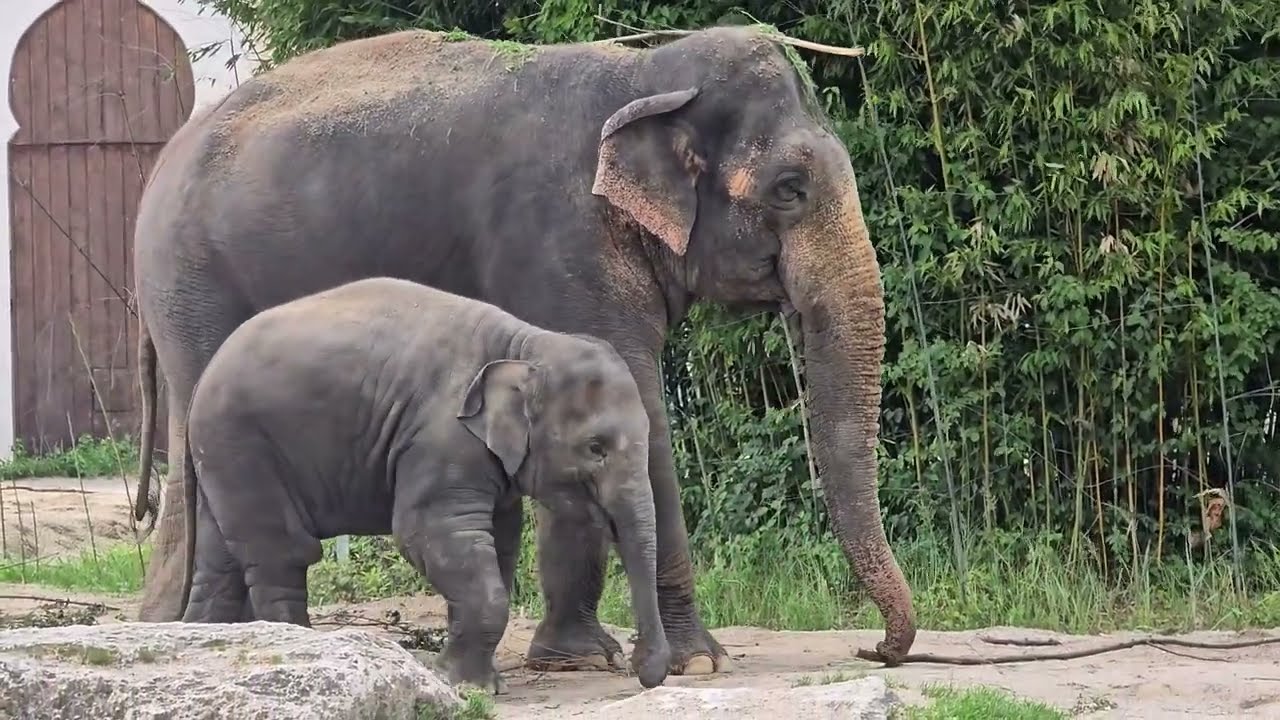 Elefant Gajendra & Family 🐘