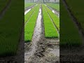 धान की नर्सरी तैयारी#paddy Nursery preparation for transplanting