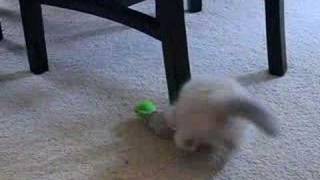 crazy cat 02