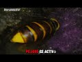 🐝🔥 ¡La Épica Batalla de las Abejas Contra el Avispón Gigante! ⚔️🐝