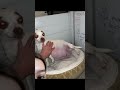 Have you seen a dog giving birth to puppies?