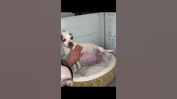Have you seen a dog giving birth to puppies?